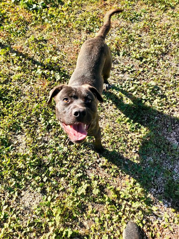 Reina Splendida Giovanotta Mix Cane Corso Cerca Famiglia Foto 4